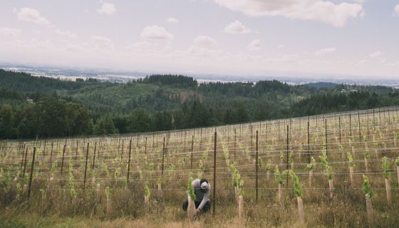 WWC22 Hawkins Nieu Vineyard