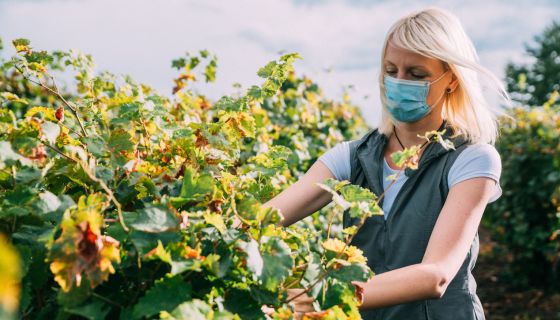 Masked vineyard worker