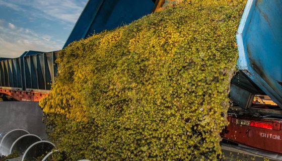 2021 Moscato grapes in Lodi