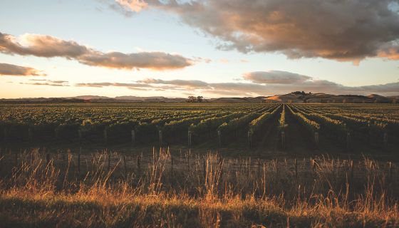 Villa Maria Keltern vineyard