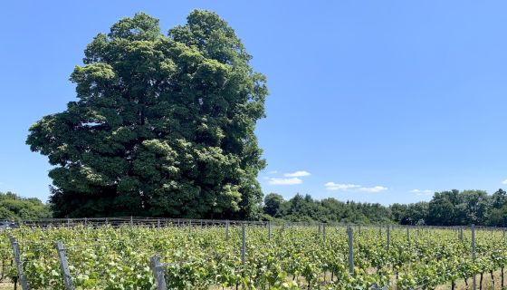 WWC22 Clark - Wyfold Vineyard lime tree