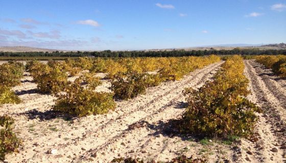 Zone 2 vineyard in Nieva, Rueda
