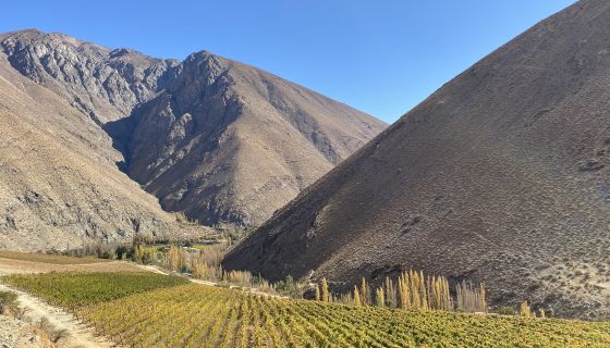 Alcohuaz vineyard in Elqui