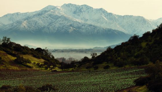 Santa Rita's Alto Jahuel vineyard