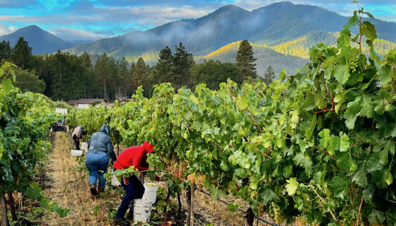 Harvesting Vermentino at Troon Vineyard in Oregon’s Applegate Valley with Grayback Mountain at dawn
