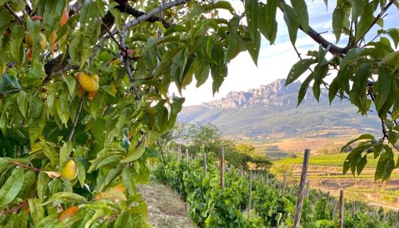 Old Peach Trees in our Vineyard, San Julian