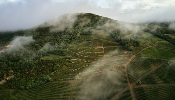 the terraces of Mád's Öreg Király Vineyard, September 202