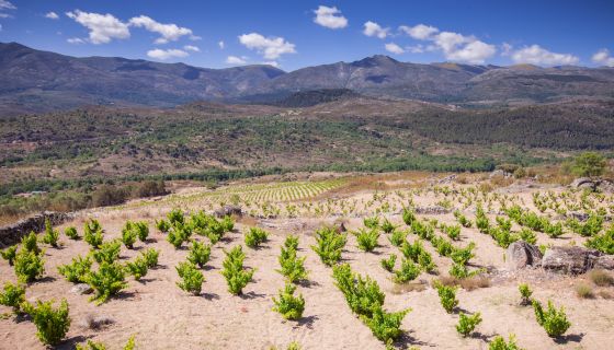 Vines outside Burgohondo
