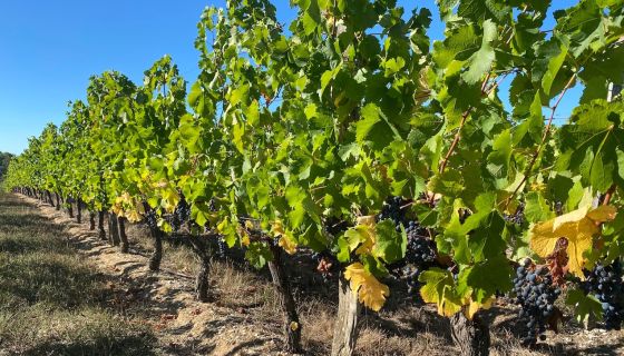 Sep 2022 drought-stressed Merlot in Bordeaux