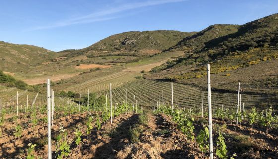Bila-Haut vines Latour de France