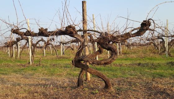 Villa Bogdano Zabeo vineyard in winter