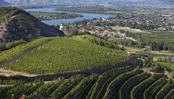St-Joseph image from Inter Rhône