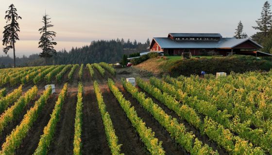 The JK Carriere estate sits surrounded by vines at the top of a hill in Oregon's Chehalem Mountains AVA. 