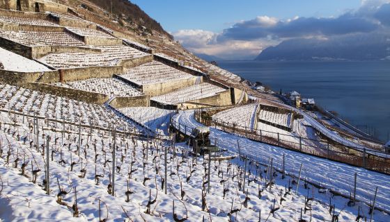 Terraced Dézaley vineyards overlooking Lake Geneva