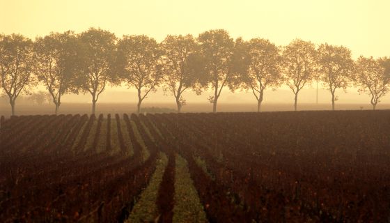 Tall trees bordering vineyards in Burgundy, silhouetted against the sun.
