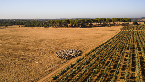 Coelheiros vines and sheep