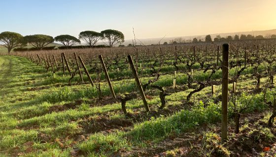 Savvenières vineyards