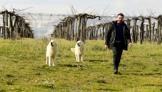 Antonio Tiberio, Tione, Onna and Trebbiano Abruzzese pergola-trained vines
