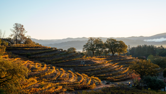 Grace Family Vineyards landscape