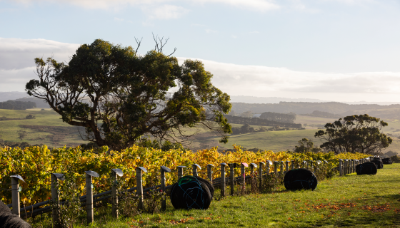 A vineyard with balls of rolled-up netting beside it after harvest