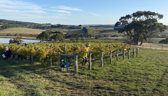 first pick of 2023 at Tapanappa