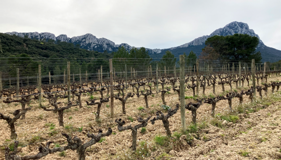 The Pic of Pic St-Loup rising behind a vineyard