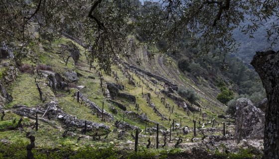 pormenor-vineyard-pombal-ansiaes-the-douro-superior