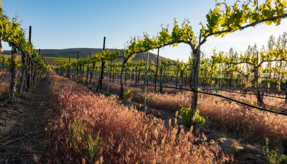 Red Mountain vines just budding out in spring