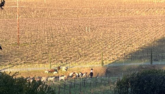 Sheep nibble Cathiard Vineyard at sunset