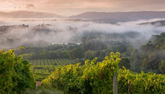 xurxo-lobato-crdo-rias-baixas-243