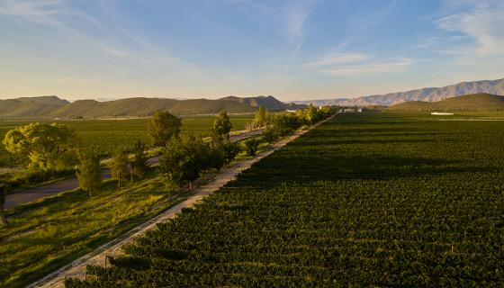 Casa Madero vineyards with Sierra Madre Mountains in distance