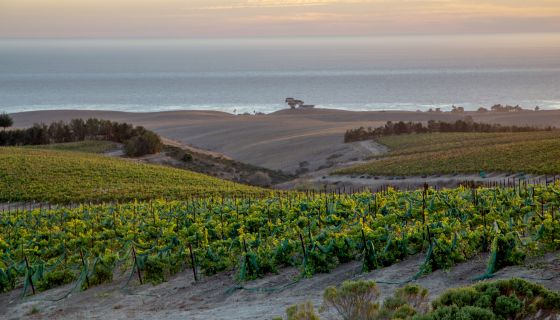 SLO Coast Derbyshire Vineyard