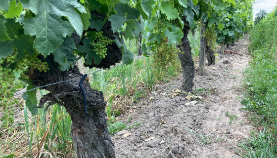 A Row of old vine (around 70 years) Cabernet Franc at Jean Faure just after flowering