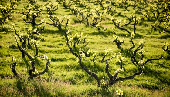 Yangarra vineyard