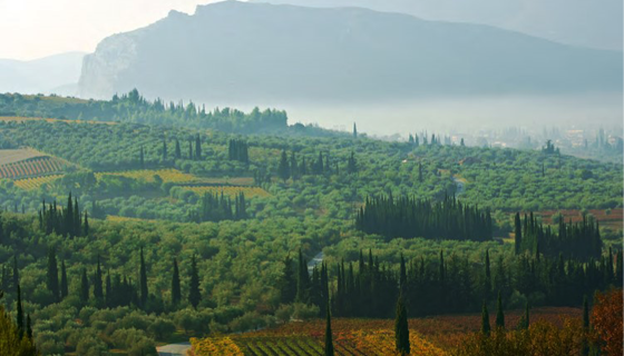 The high-elevation vineyards of Gaia in Greece's Nemea region