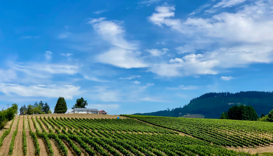 The Ridgecrest estate vineyard at Ribbon Ridge Winery