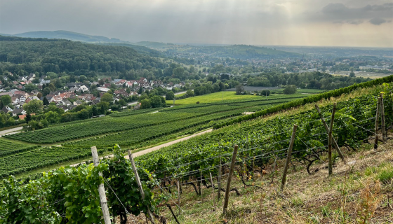 Vineyards sloping down to the village of Müllheim in Germany's Baden region