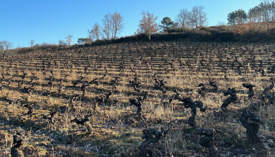 Old vines in the Rapolao vineyard, Bierzo, Spain