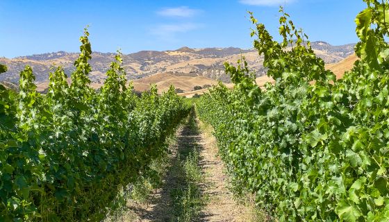 Happy Canyon in Santa Barbara