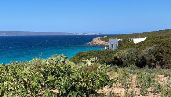 Carignano vines and sea