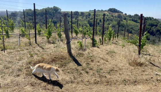 Acaibo vines and cat