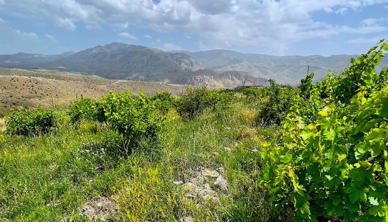 200-year-old vineyard in Vayots Dzot, Armenia