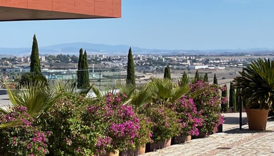 View of Jerez from Luis Perez bodega