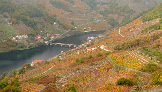 Pazo da Maga vineyards