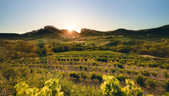 Beaumes de Venise landscape
