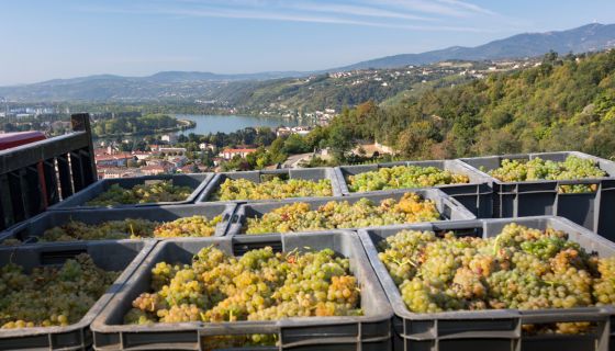 Condrieu harvest © Bernard Favre