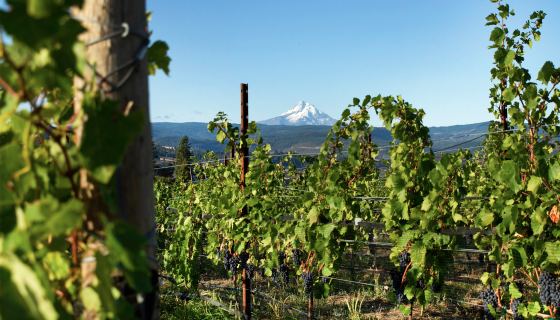Syncline with Mt Rainier in background