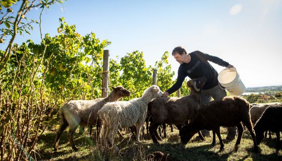 Cristom Vineyards Andi Zorzi Assistant Winemaker Tending to our Flock of Sheep on our Estate; Credit John Valls