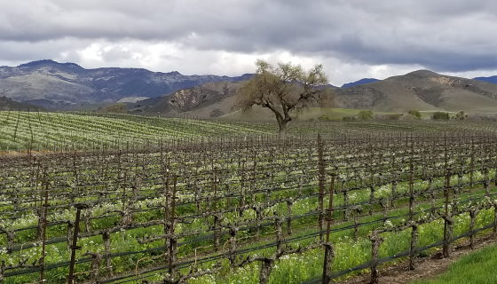 Happy Canyon vineyard in winter by Adam McHugh