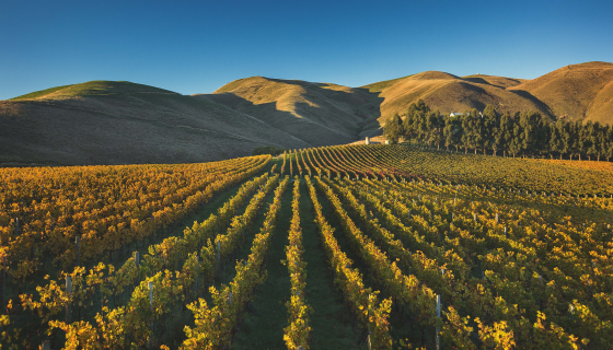 Giesen's Clayvin Vineyard in New Zealand
